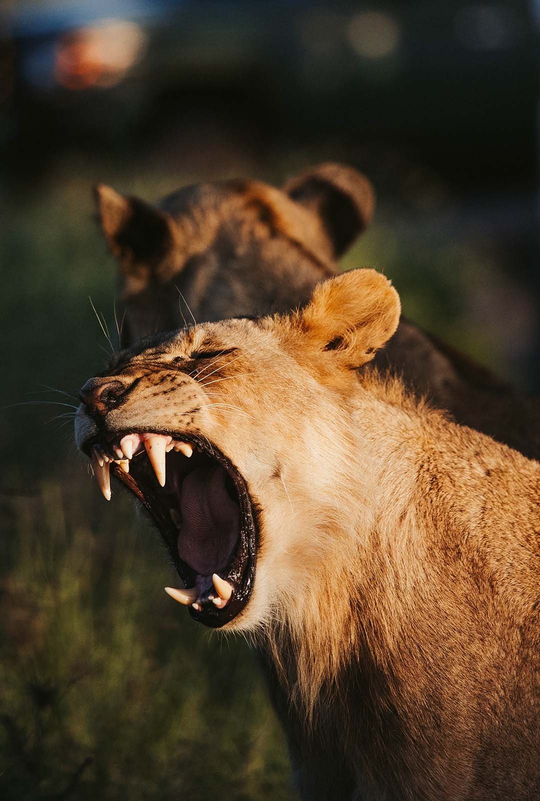 Amboseli