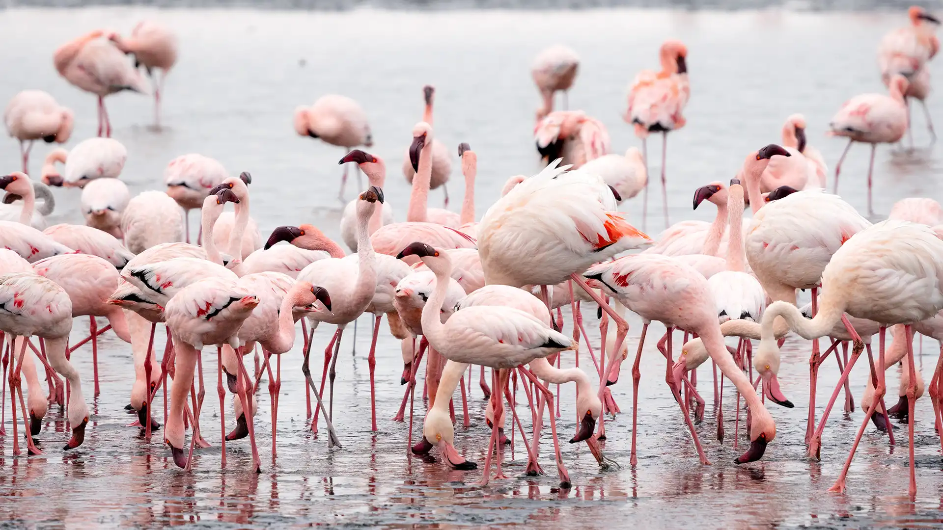 Lake Nakuru
