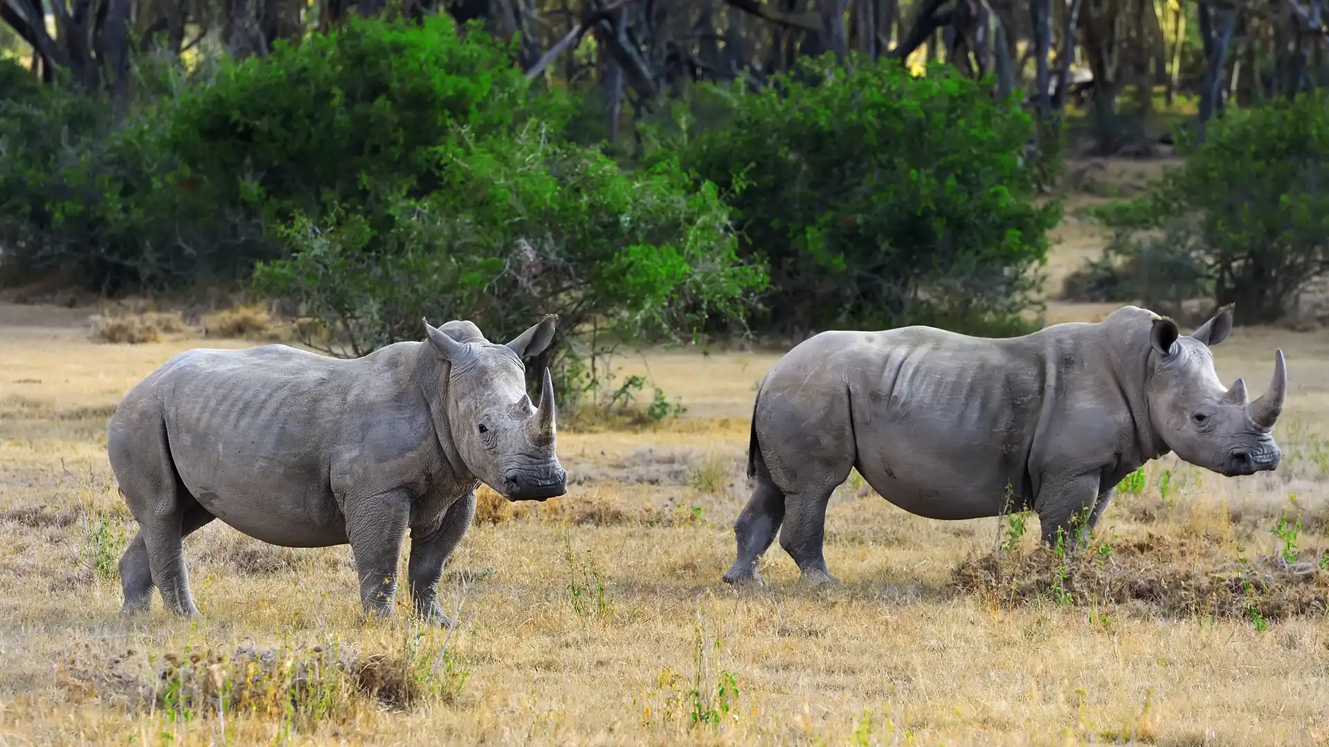 Rhinos